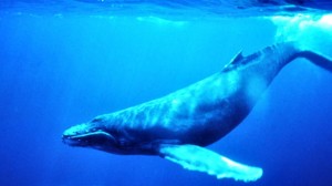 a-baleia-azul